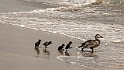 Dieren in de natuur